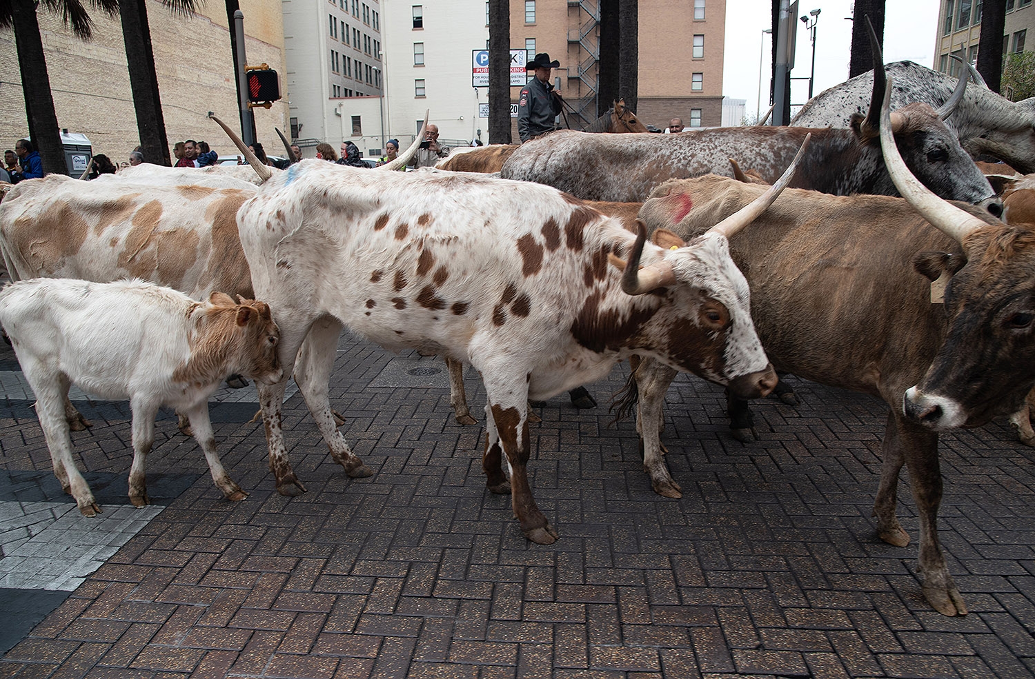 Sixty head of cattle walk down Houston St. during the Western Heritage Parade and Cattle Drive Feb. 2. <em><b>Photo by V. Finster | Heron</b></em>