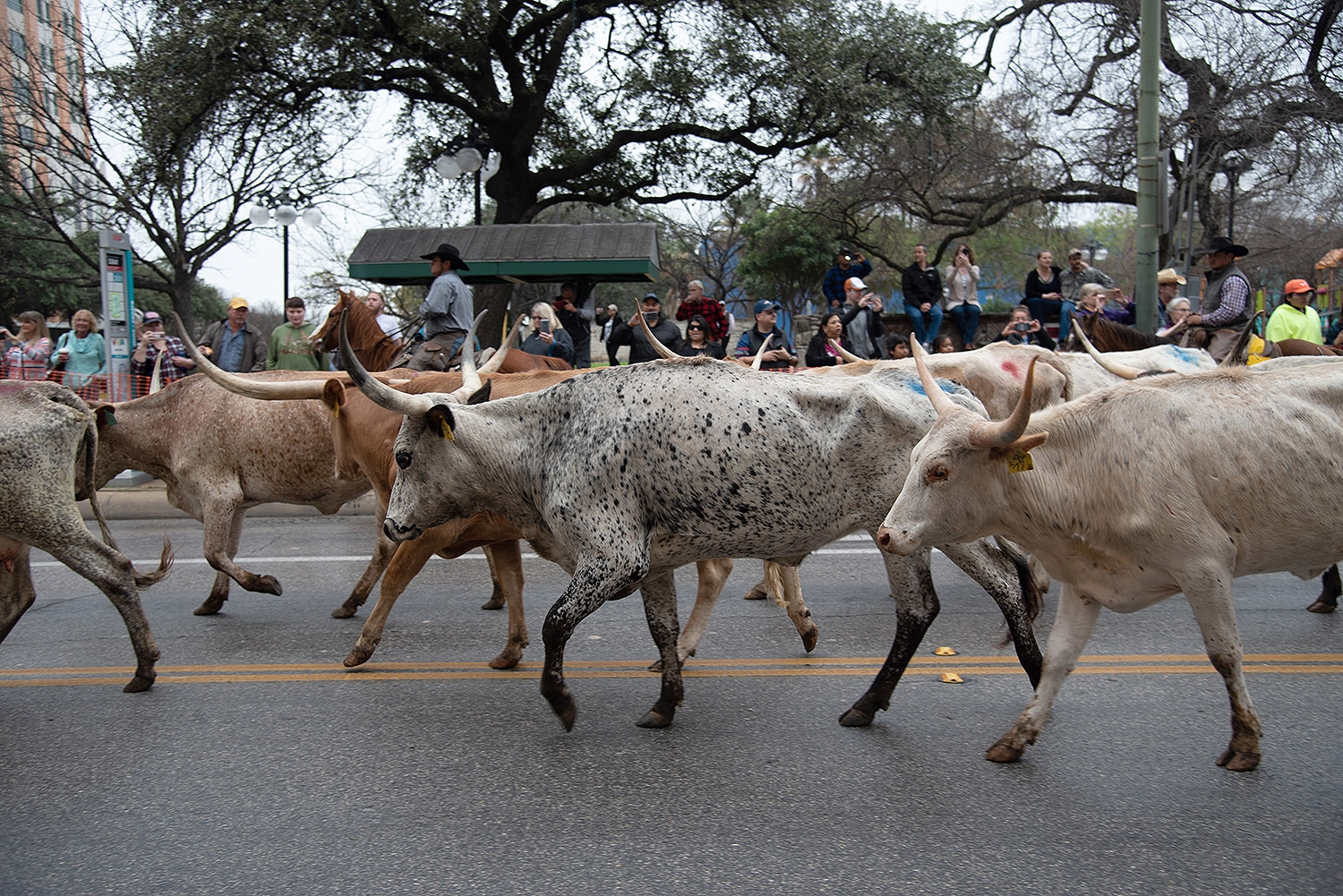Sixty head of cattle start their trek down Houston Street at the beginning of the Western Heritage Parade and Cattle Drive Feb. 2. <em><b>Photo by V. Finster | Heron</b></em>