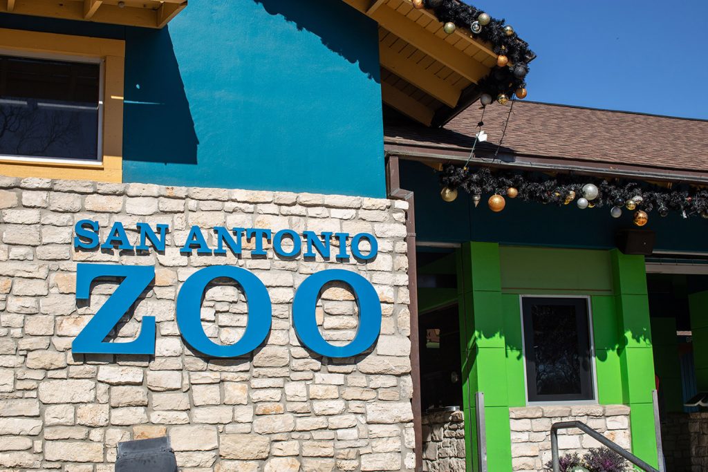 The San Antonio Zoo is considering several improvement projects totaling around $50 million including a gorilla enclosure, renovations to existing buildings and a completely new front gate.
